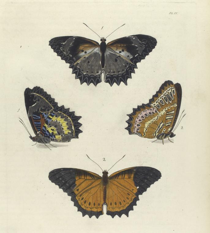 1. Cethosia Cyane; 2. Cethosia Biblis.