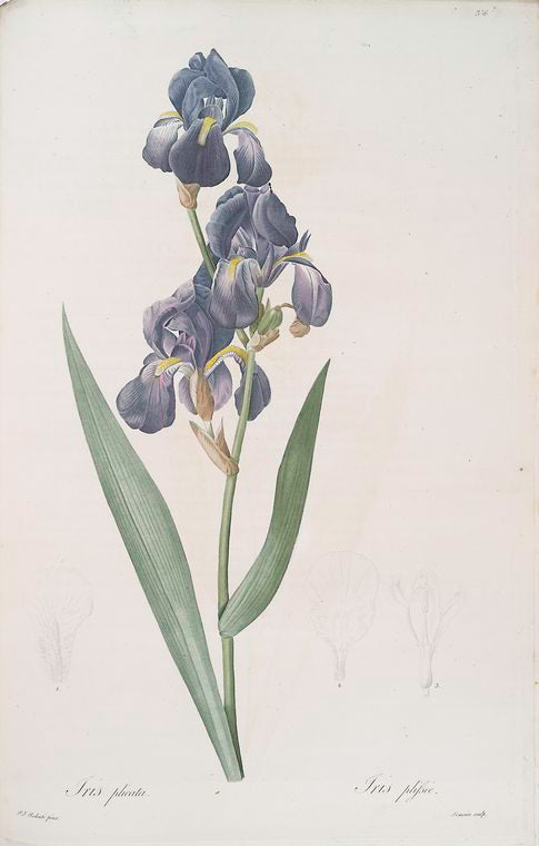 Iris plicata
