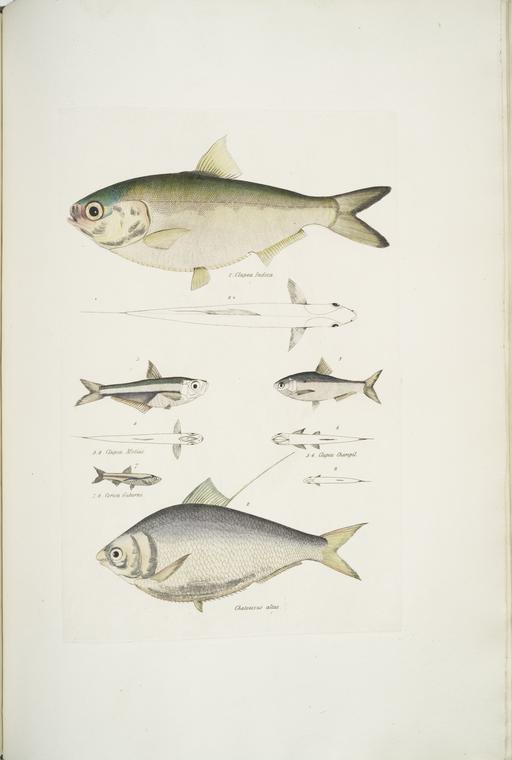1, 2*. Indian Herring, Clupea Indica; 2. High Backed Bristle Herring, Chatoessus altus; 3, 4. Motius Herring, Clupea Motius; 5, 6. Champil Herring, Clupea Champil; 7, 8. Dr. Hamilton's Corica, Corica Guborni [Soborni].