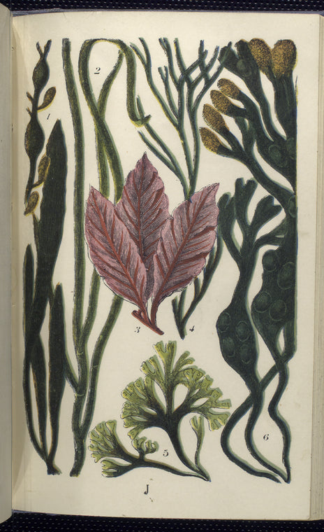 1. Fucus nodosus; 2. Zostera marina, Grasswrack, or Alva; 3. Delesseria sanguinea; 4. Furcellaria fastigiata; 5. Chondrus crispus, Irish, or Carrageen Moss; 6. Fucus vesiculosus, Bladder-wrack