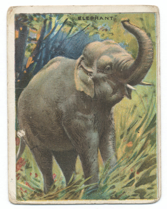 Elephant.