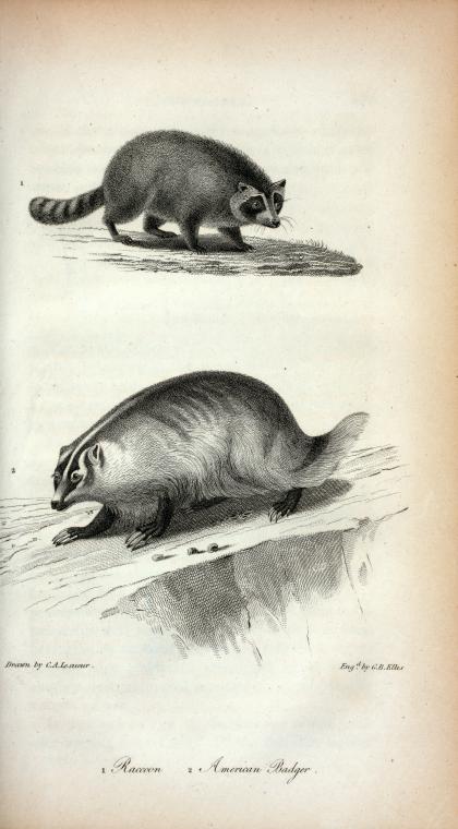 1. Raccoon; 2. American Badger.
