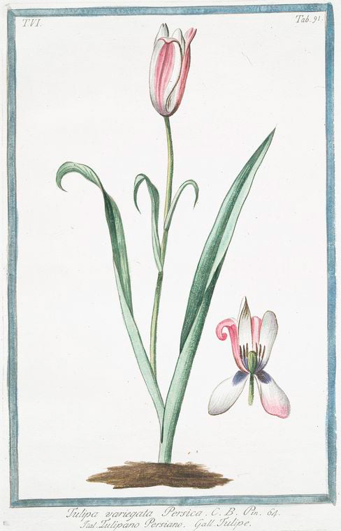 Tulipa variegata Persica = Tulipano Persiano = Tulipe. [Persian tulip]