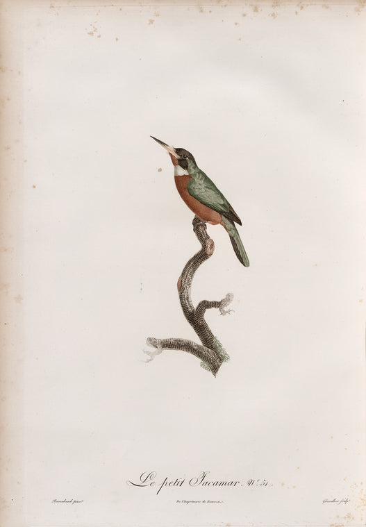Le petit Jacamar.
