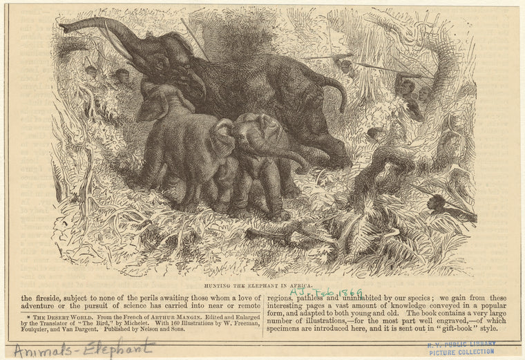 Hunting the elephant in Africa