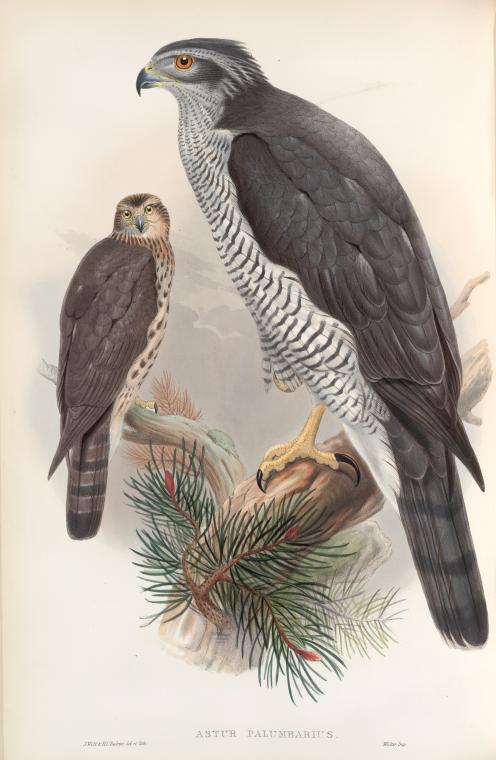 Astur palumbarius. Goshawk.