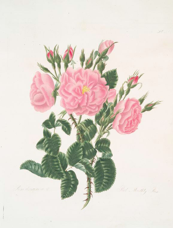 Rosa damascena