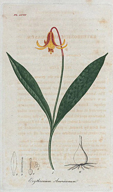 Erythronium Americanum. (Common Erythronium).