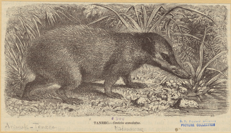 Tanrec-Centetes ecaudatus
