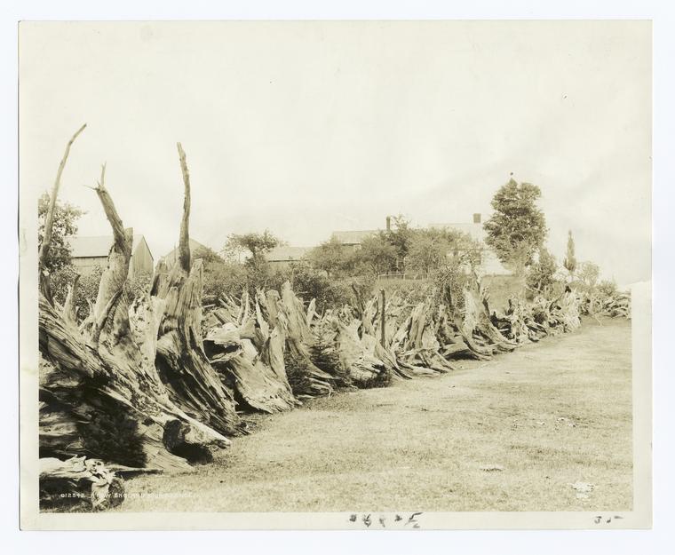 The Stump Fence.