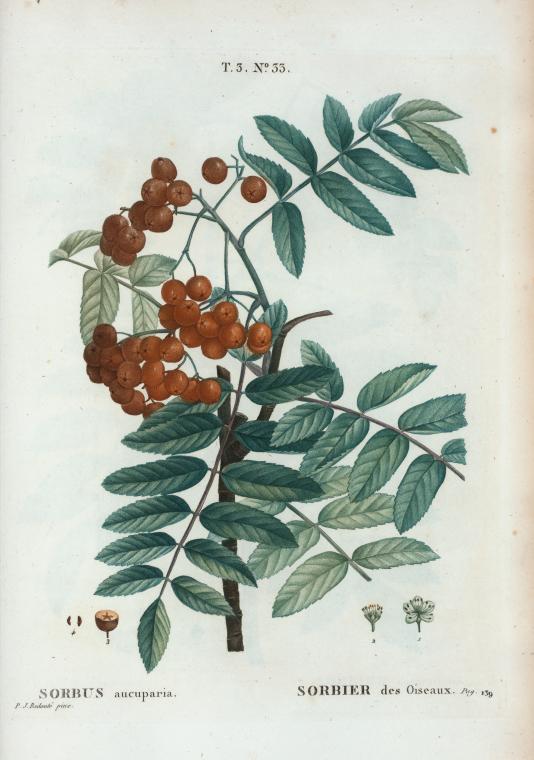 Sorbus aucuparia = Sorbier des Oiseaux. [Rowan or the European Mountain Ash tee]