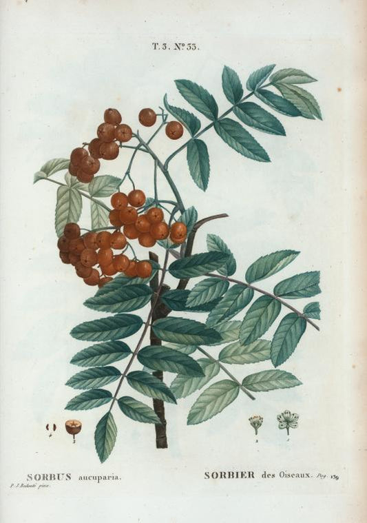 Sorbus aucuparia = Sorbier des Oiseaux. [Rowan or the European Mountain Ash tee]