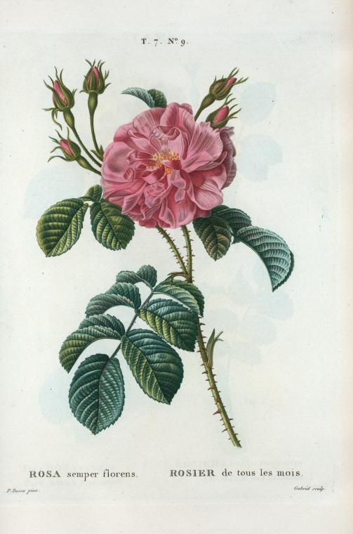 Rosa semper florens = Rosier de tous les mois. [Ever-blowing Rose,China Rose, Bengal Rose]