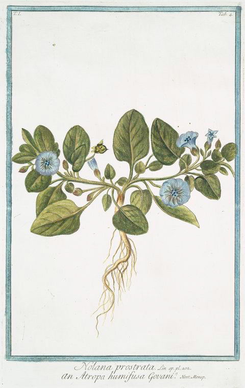 Nolana prostrata = an Atropa humifusa Govani? [Trailing Nolana]