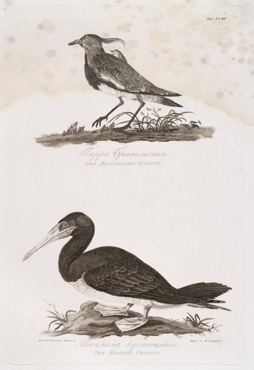 Parra brazil'skaia ; Baklan kusaiushchiisia