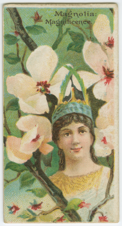 Magnolia, magnificence.