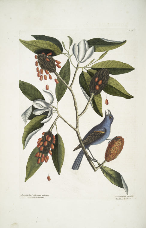 Magnolia Lauri folio, Subtus albicante, The Sweet flowring Bay; Coccothraustes coeruleus, The blew Grosbeak.
