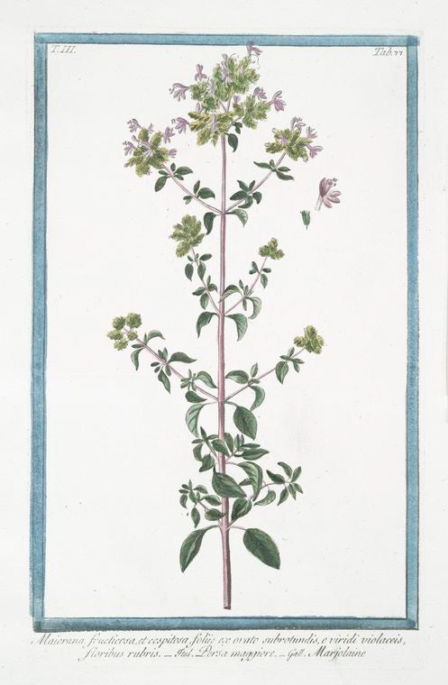 Maiorana fructicosa, et cespitosa, foliis ex ovato subrotundis, e viridi violaceis, floribus rubris = Persa maggiore = Marjolaine. [Marjoram]