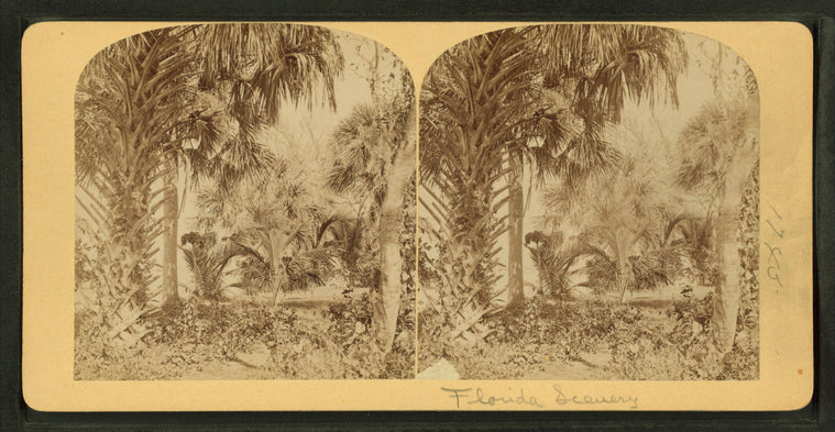 View of palm trees.