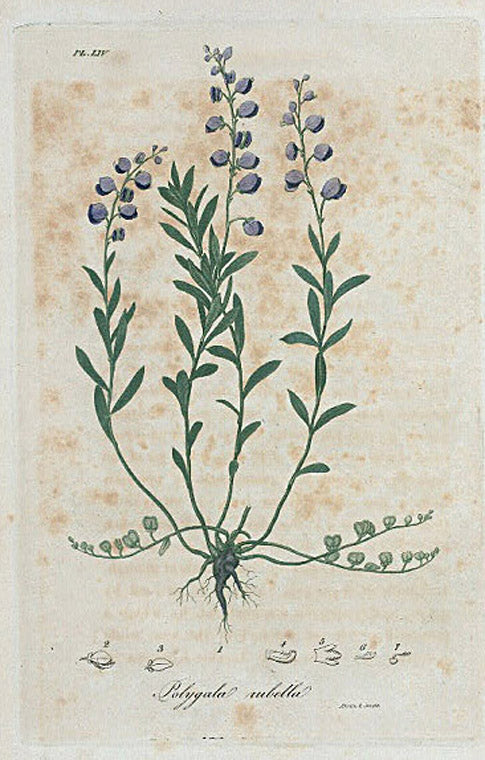 Polygala rubella. (Bitter polygala).
