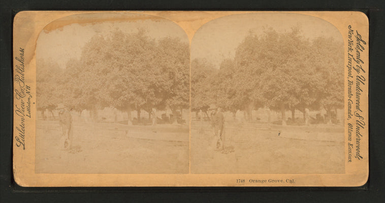 Orange grove, Cal.