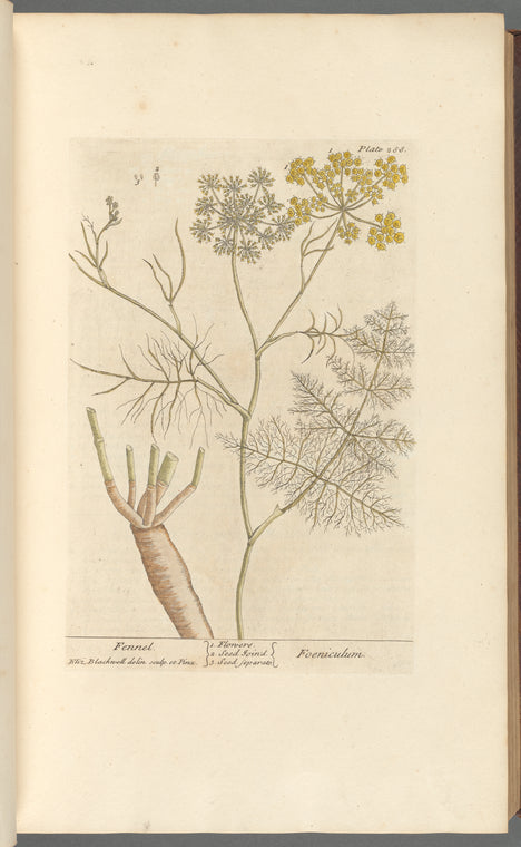Fennel