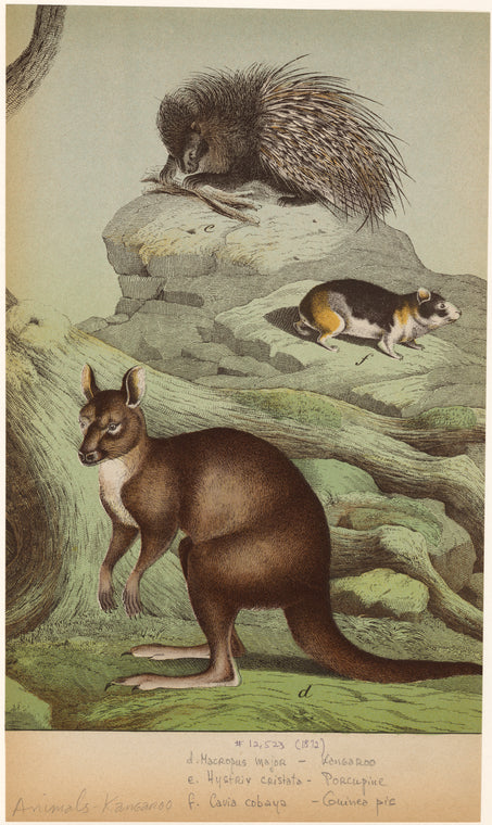 Macropus major -- kangaroo ; Hystrix cristata -- porcupine ; Cavia cobaya -- guinea pig