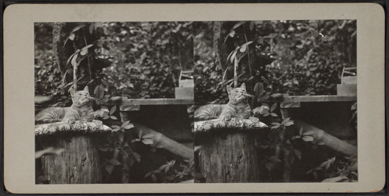 Cat atop pillow on a tree stump.