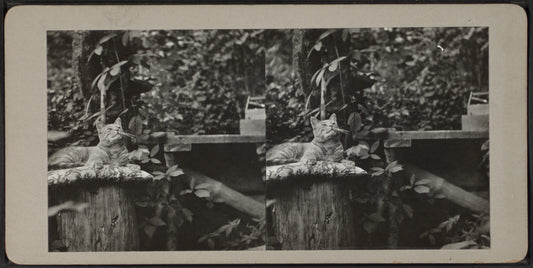 Cat atop pillow on a tree stump.