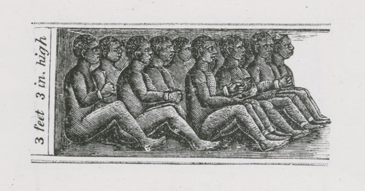 View of chained African slaves in cargo hold of slave ship, measuring three feet and three inches high