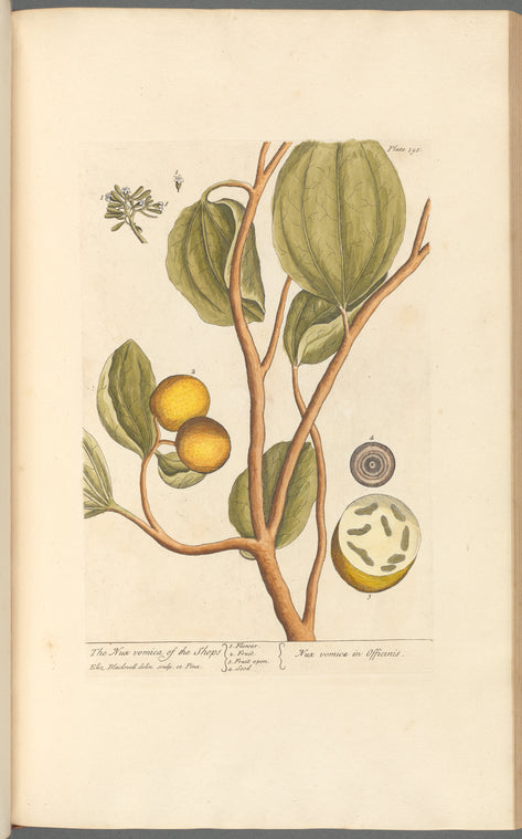 The nux vomica of the shops