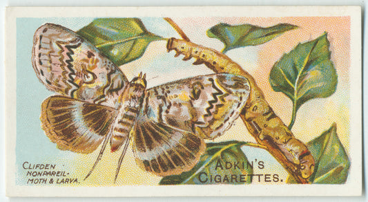 Clifden nonpareil-moth & larva.