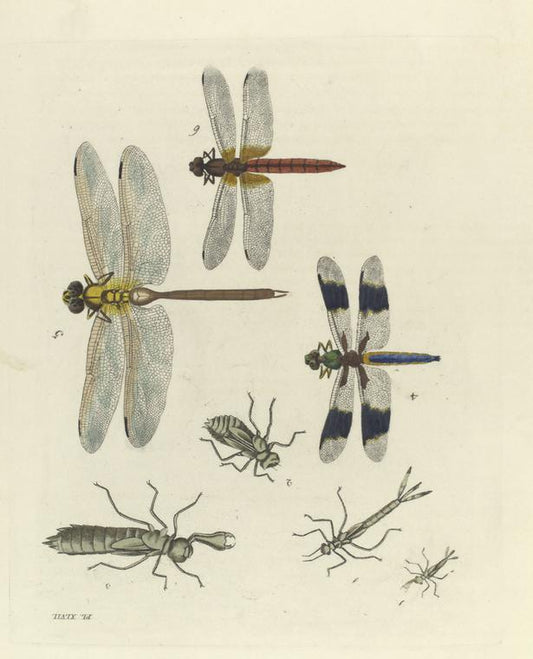 Libellulidæ: [1- 3. Three general forms of a dragon's caterpillar], 4. Libellula Lydia; 5. Æshna Junia; 6. Libellula Servilia.