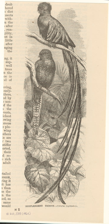Resplendent trogon -- Calurus resplendens