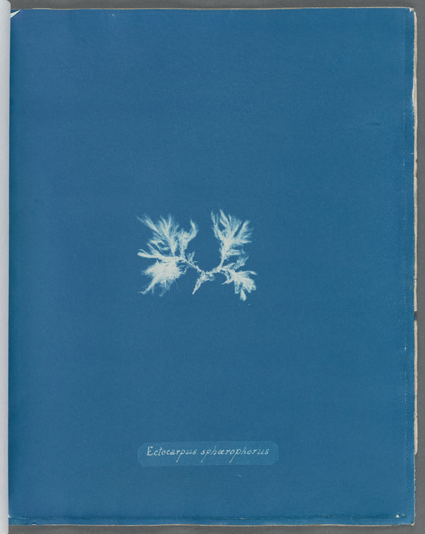 Ectocarpus sphærophorus