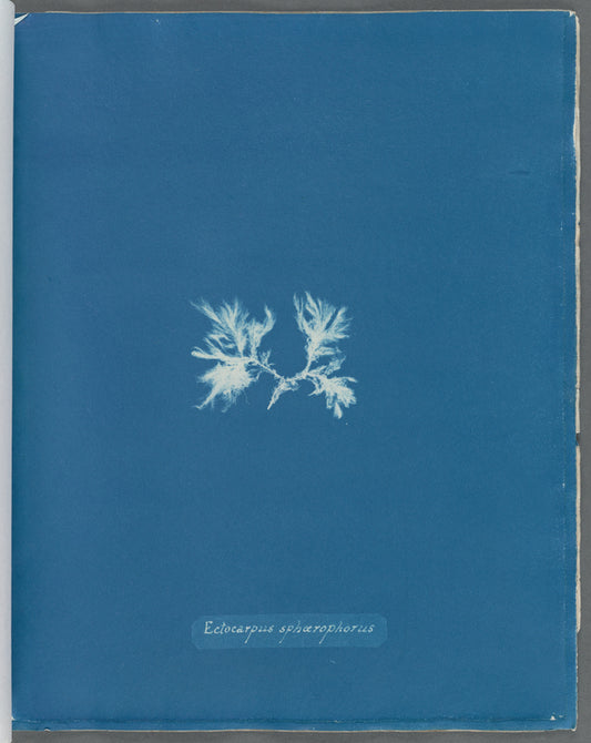 Ectocarpus sphærophorus