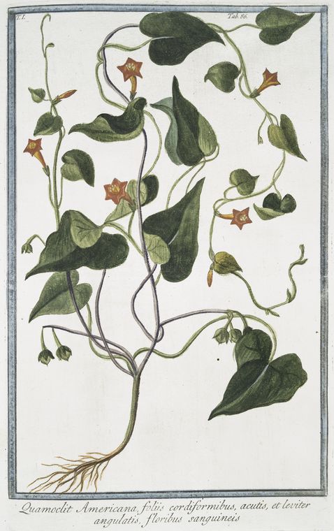 Quamoclit Americana foliis cordiformibus, acutis, et leviter angulatis, floribus sanguineis.