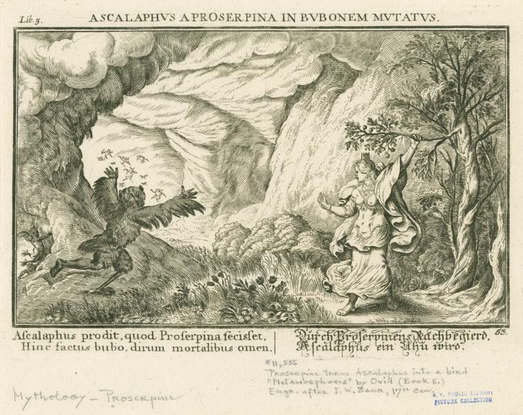 Ascalaphus a Proserpina in bubonem mutatus