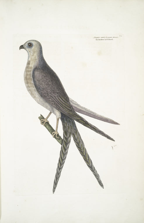 Accepiter [Accipiter] cauda forcipater furcata, The Swallow-Tail Hawk.