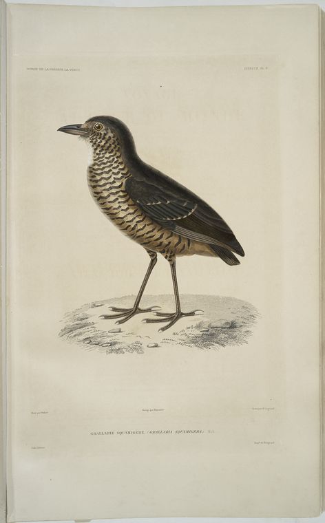 Grallarie squamigère, Grallaria squamigera.