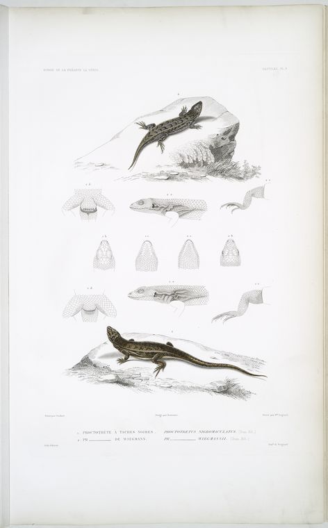 Proctotrète à taches noir, Proctotretus nigromaculatus;  2. Proctotrète de Wiegmann, Proctotretus wiegmannii.