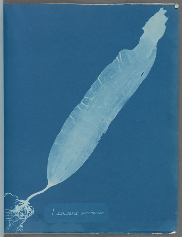 Laminaria saccharina