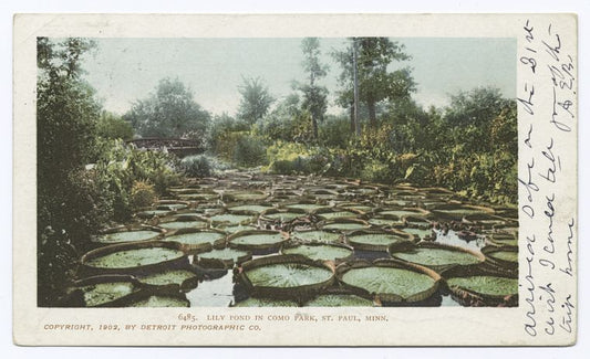 Lily Pond in Como Park, St. Paul, Minn.