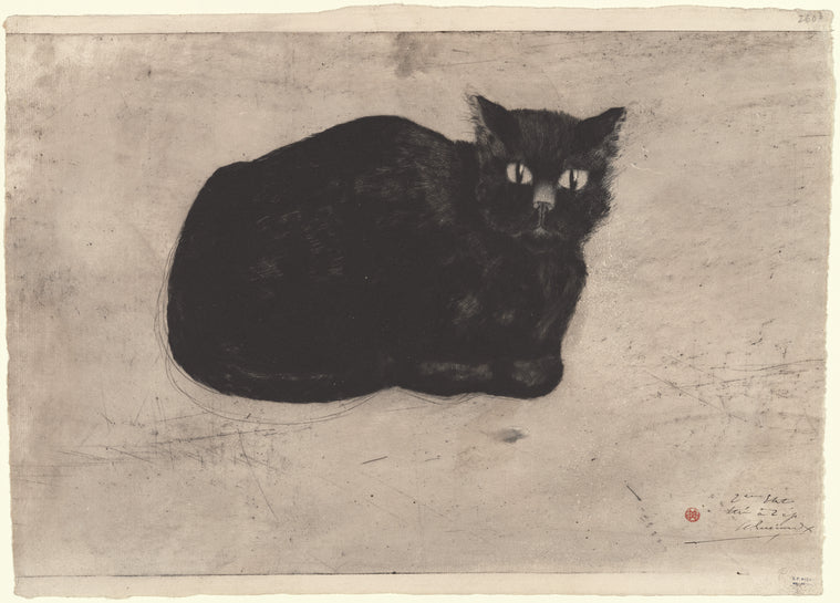 Chat noir sur un journal