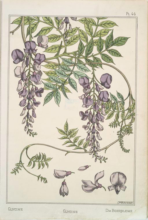 Glycine