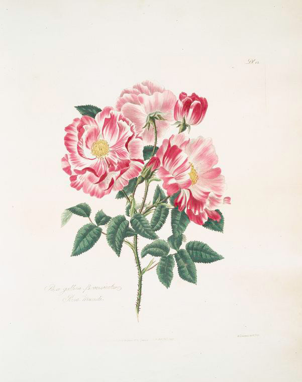 Rosa gallica-versicolor