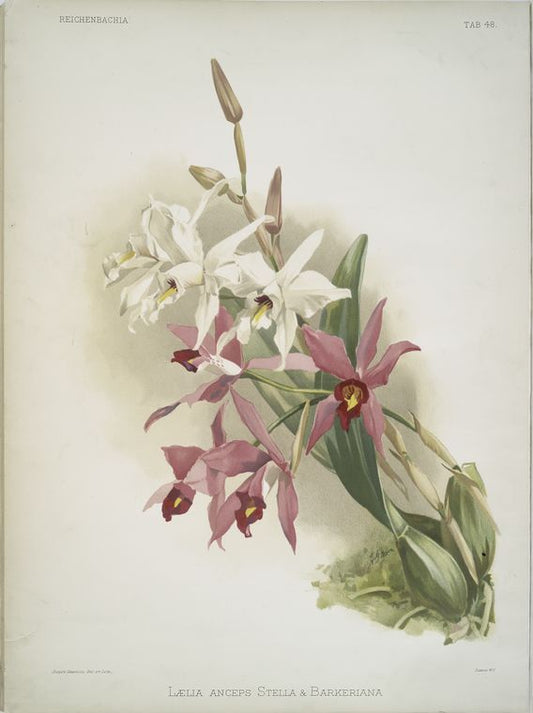 Laelia anceps Stella & Barkeriana.