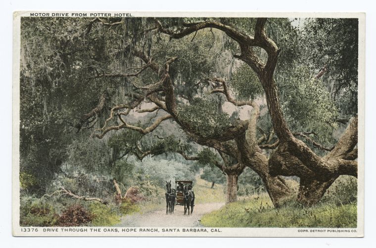 Drive through Oaks, Hope Ranch, Santa Barbara, Calif.