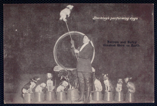 Buckley's performing dogs.