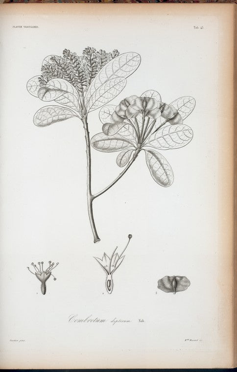 Combretum dipterum.